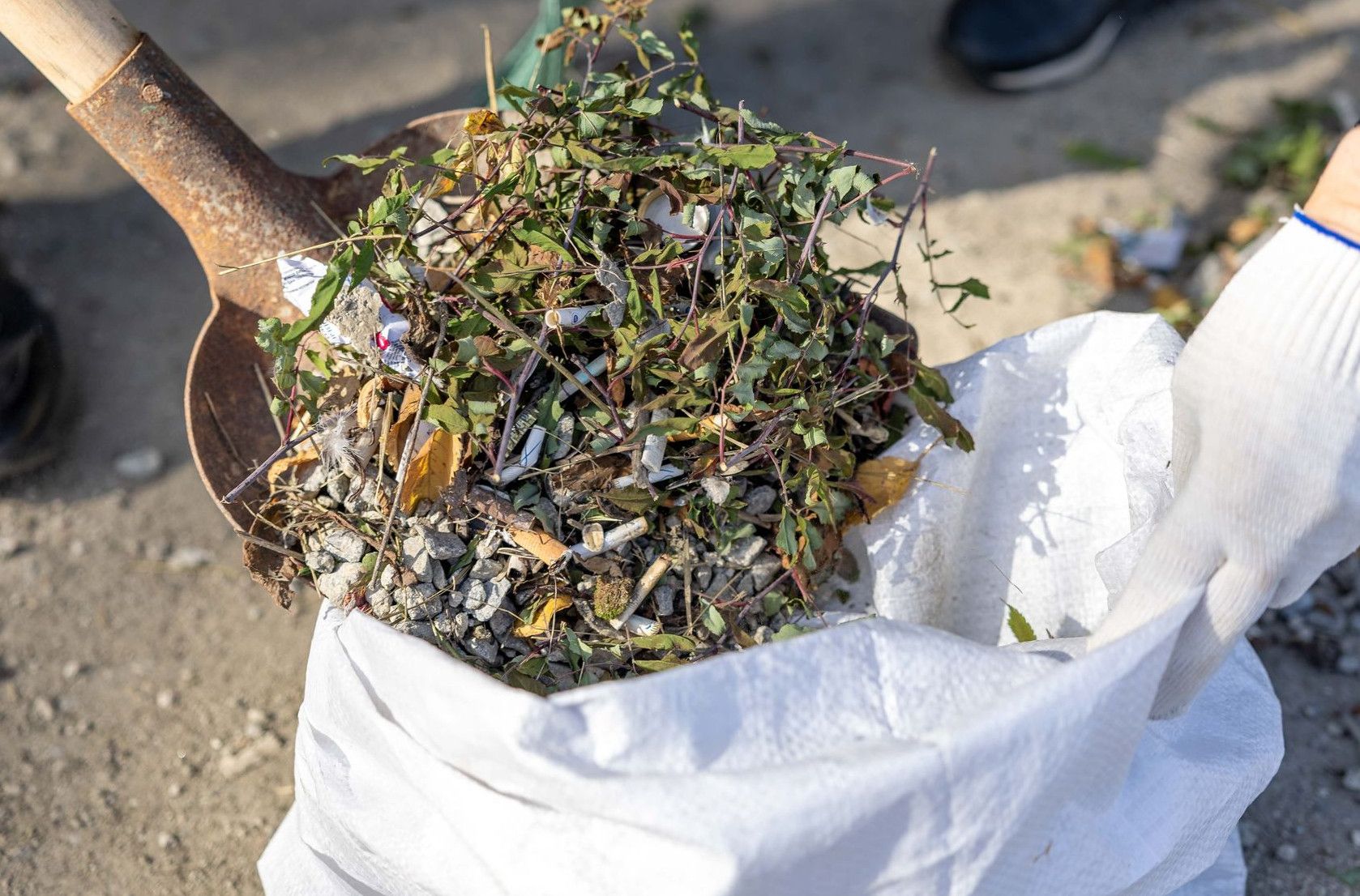 Close-up of a person cleaning up weeds with a shovel and a garbage bag outdoors.